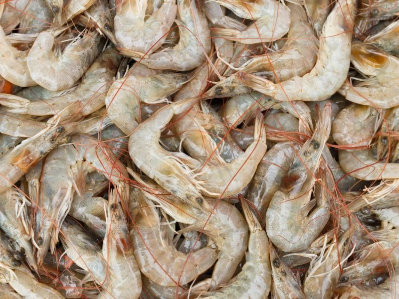 Scientists-make-grocery-bags-out-of-shrimp-shells